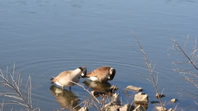 lake cameron 2 geese honk then preen NE shore feb 19 2024 – 1