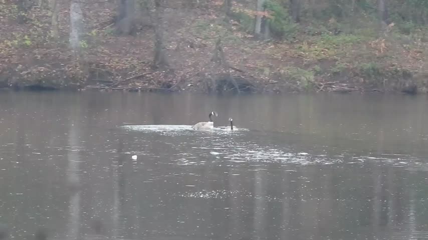 lake cameron canada goose pair duet then invitation to acceptance then courting in rain apr 1 2024 – 1