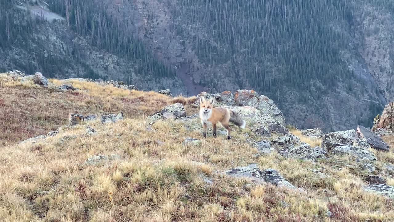 Fox in the Weminuche Wilderness