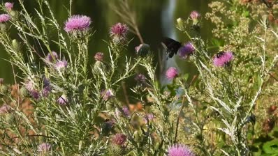lake cameron female morph swallowtail and bumblebees in wind and bull thistles north end bank sept 5 23 – 1
