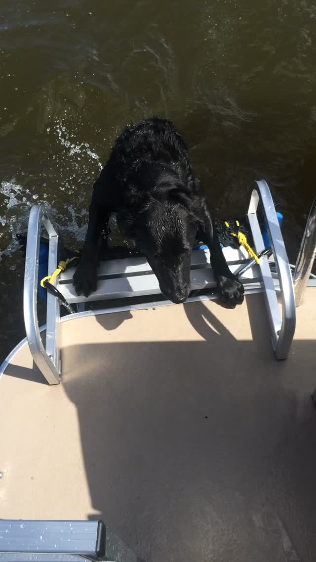 dog boat ladder diy