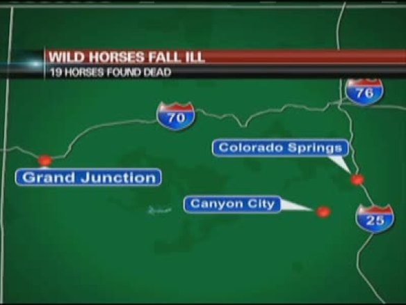 19 wild horses dead in inmate program facility