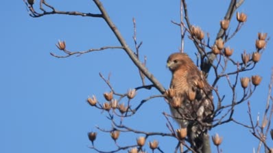 lake cameron red shouldered hawk in tulip tree north of the dam hears and watches traffic roar by on neighboring highway feb 1 2024 – 1