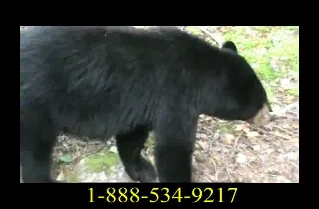 Bear Cub Video