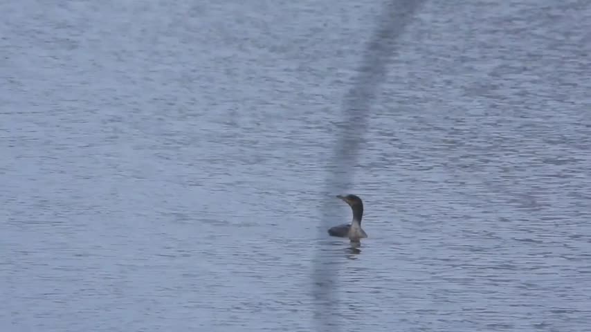 lake cameron new snow lone bird in lake cormorant then pull back to west side 7 AM jan 16 2024 – 1