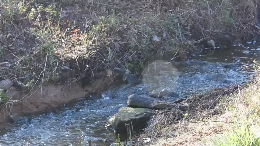 lake cameron outlet stream below dam w call of red winged blackbird mar 16 2024 – 1