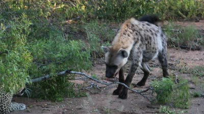 Leopard Hyena encounter