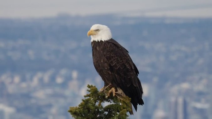 Eagle Taking in the the View