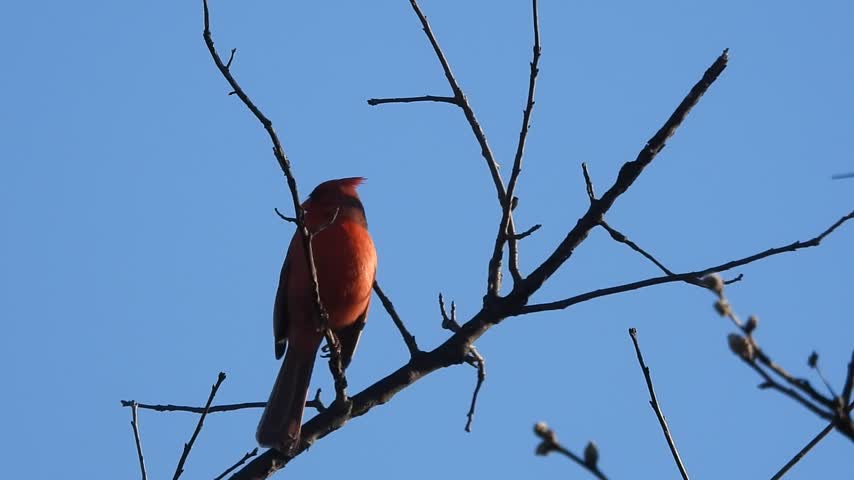 lake cameron 2nd male cardinal calls first from atop tree north end woods early morning mar 1 2024 – 1
