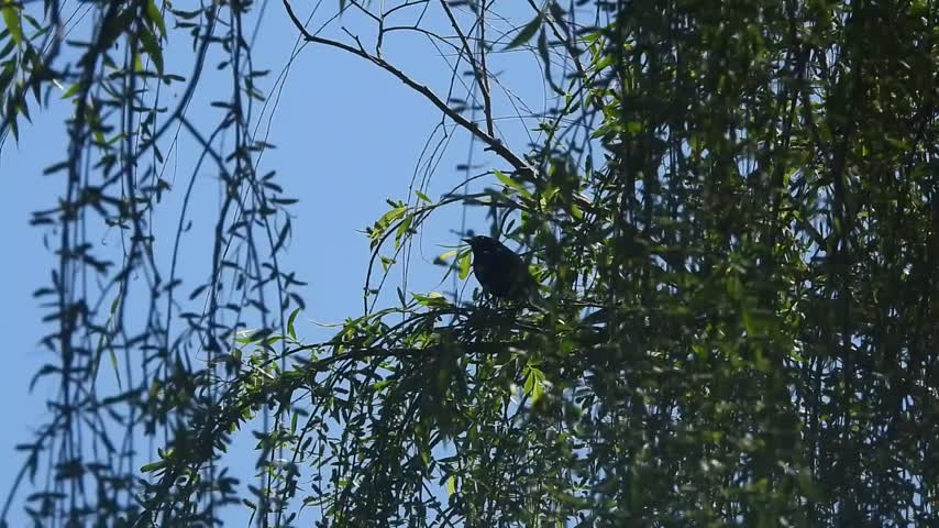 lake cameron lake newport red-winged blackbird calls in willow morning apr 14 2024 – 1