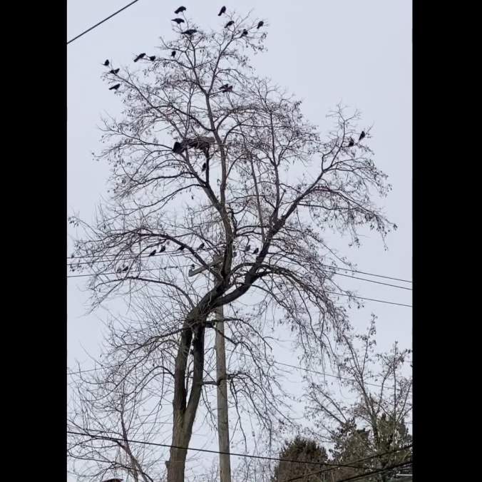 crows-vs-eagle-vs-raven-hd-1080p-mov