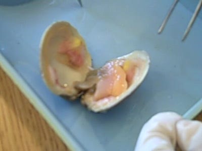 Clam dissection