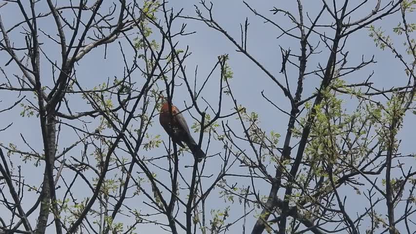 lake cameron american robin calls from atop walnut east woods after storm apr 15 2024 – 1