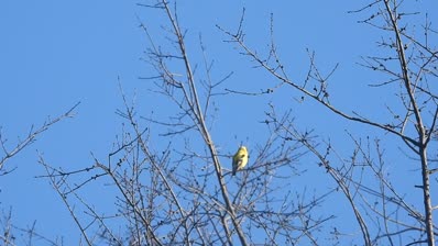 lake cameron american goldfinch calls atop willow oak east bank apr 16 2024 – 1