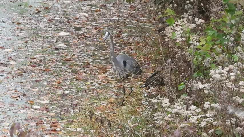 lake cameron blue heron sudden turns walk toward camera etc leaf carpet in lake south end early morn 0ct 29 23 – 1