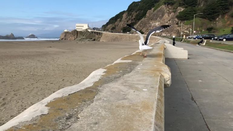 Ocean Beach seagull slo-mo