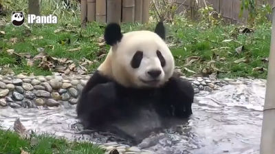 MEDICINA ONLINE VIDEO I panda che spettacolo della Natura
