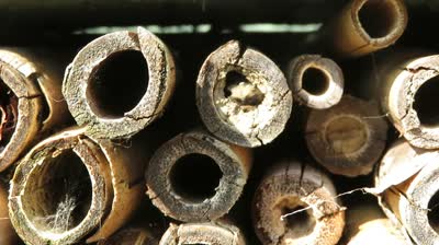 Red Mason Bee adult emerging