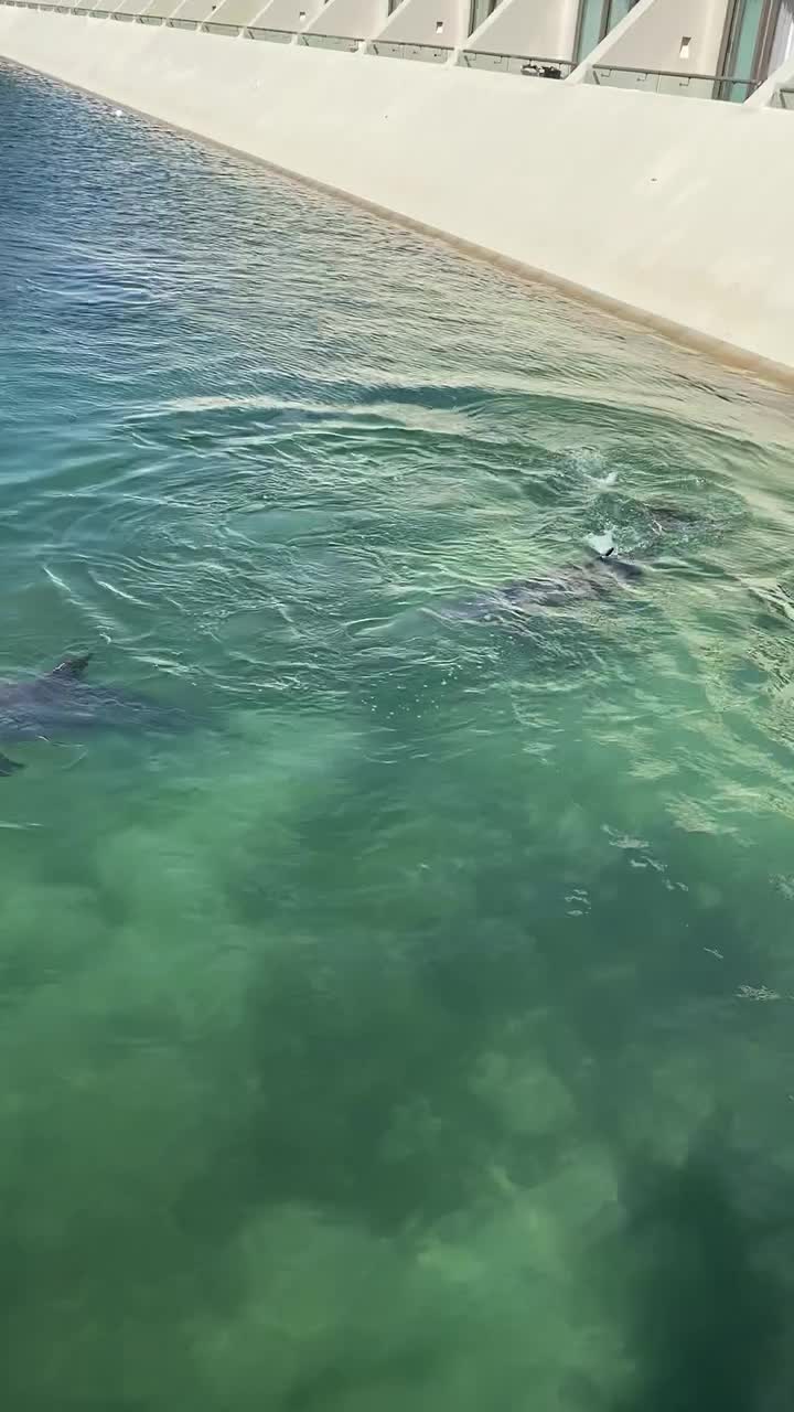 Dolphins at Hyatt Ziva Cancun | Your Food Fantasy