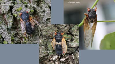 simply-cicadas
