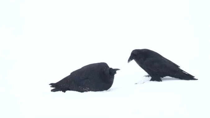 ravens with snowball Mar 2019