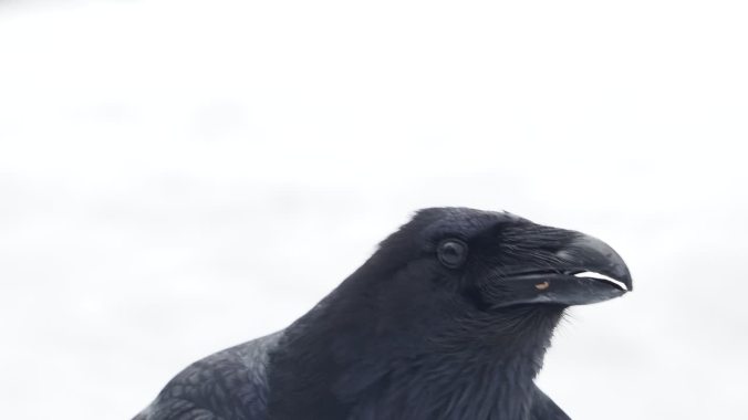 Raven Conversation