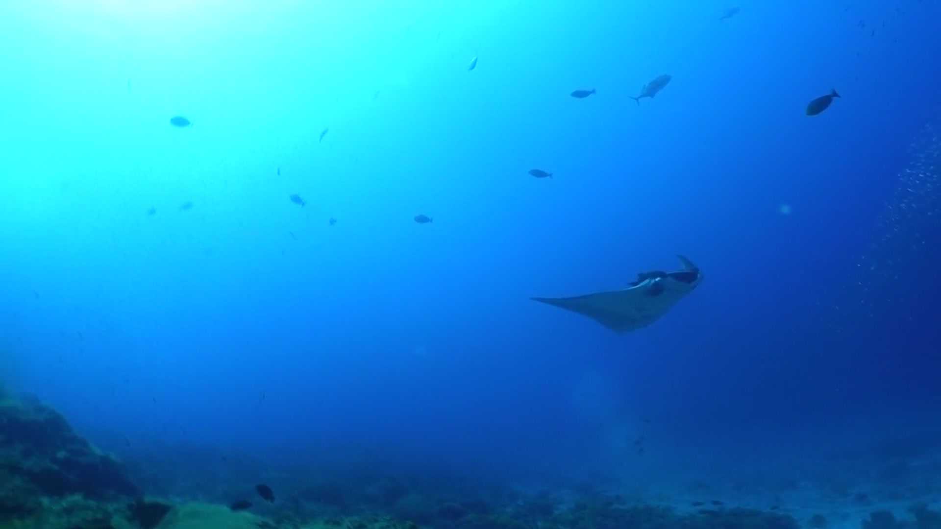 Captured by Octo Tan. Probably the same Manta Ray from another dive.. No squad with him this time.