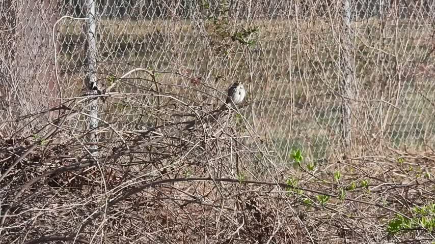 lake cameron song sparrow short call as traffic whizzes by mar 16 2024 – 1