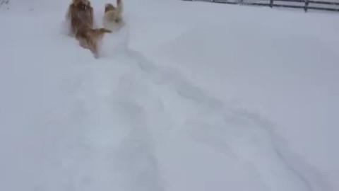 Two Dogs and Virginia Snow