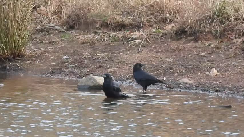 lake cameron 2 crows bathing NE shore feb 16 2024 – 1