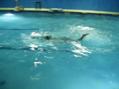 Swim Class Progress (NewYears Eve-Eve Dec. 30, 2014) 001