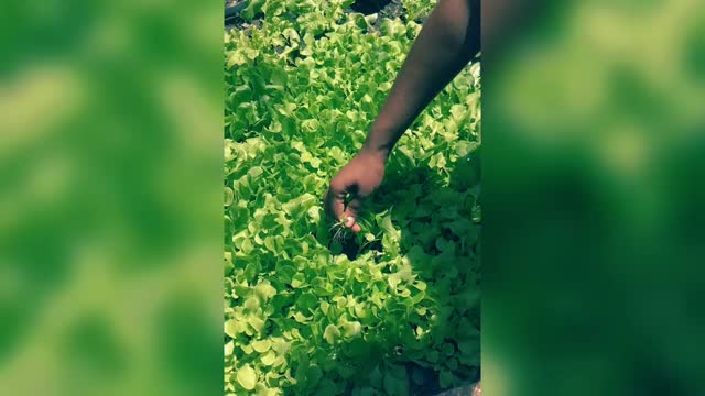 Thining the lettuce.mp4