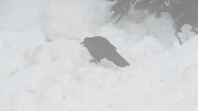 Ravens Mining for Snowballs-mar-26-21-mov