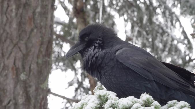 raven-knock-call-with-breath-in-air-feb15-23-mp4