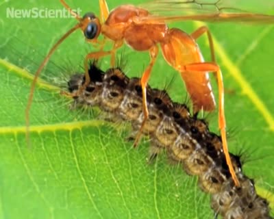 Zombie caterpillar controlled by voodoo wasps