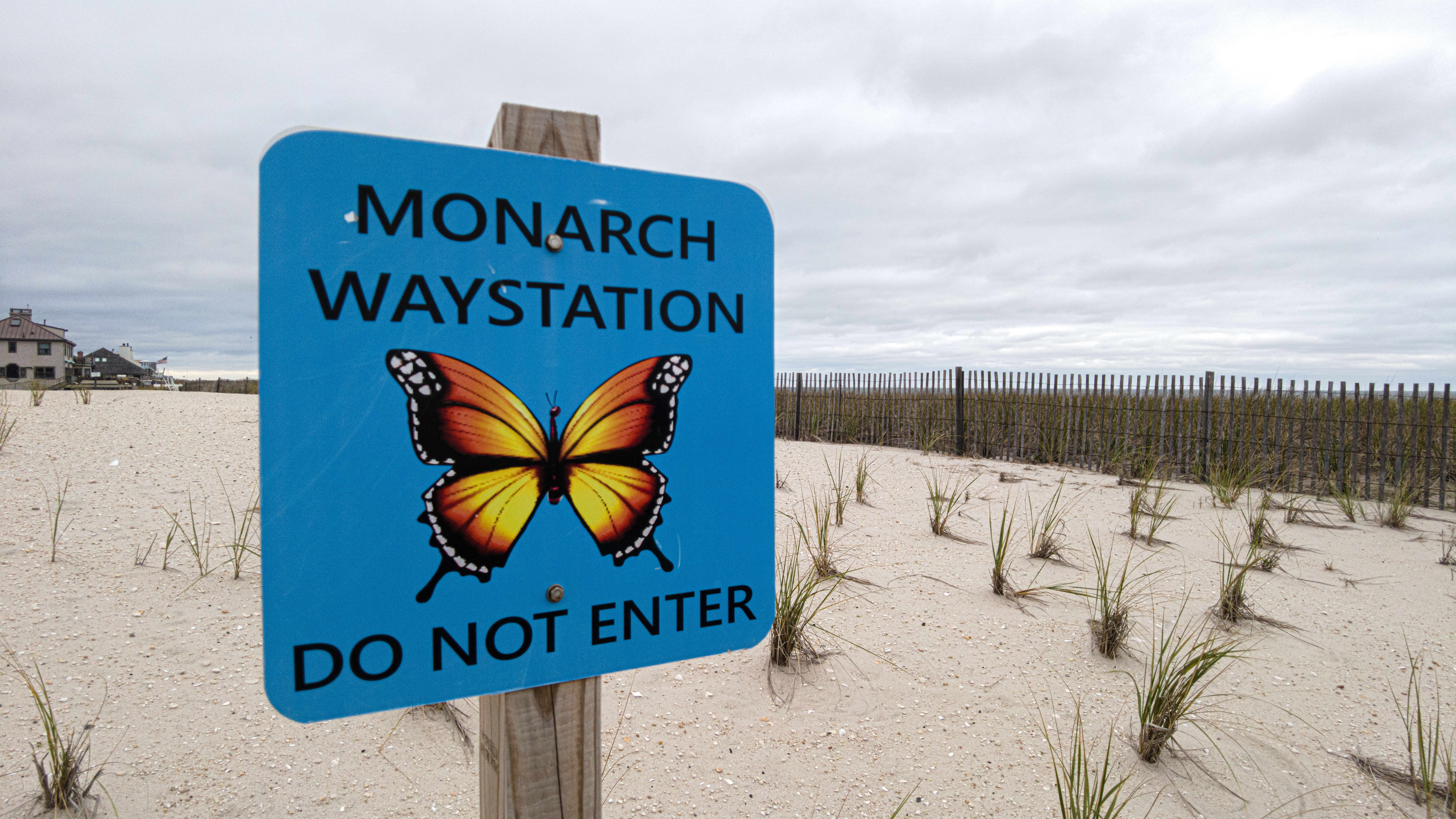 Monarch Butterfly Stopover at Brick Beach III