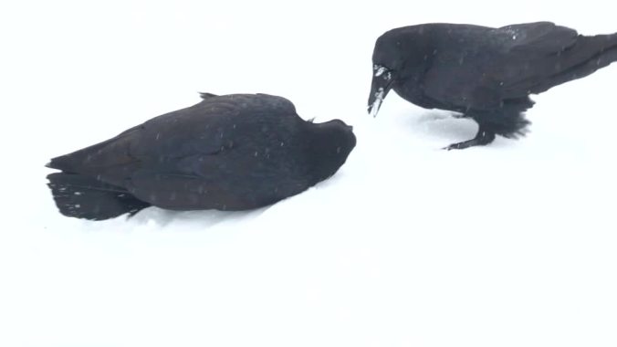 Snowball Ravens shorter mar13-19