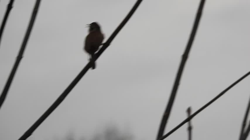 lake cameron carolina wren singing in tree of heaven east bank grey morning dec 24 2023 – 1
