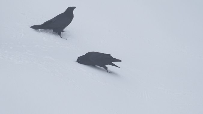 goofy-ravens-snow-play-mar-10-by-june-hunter-mov