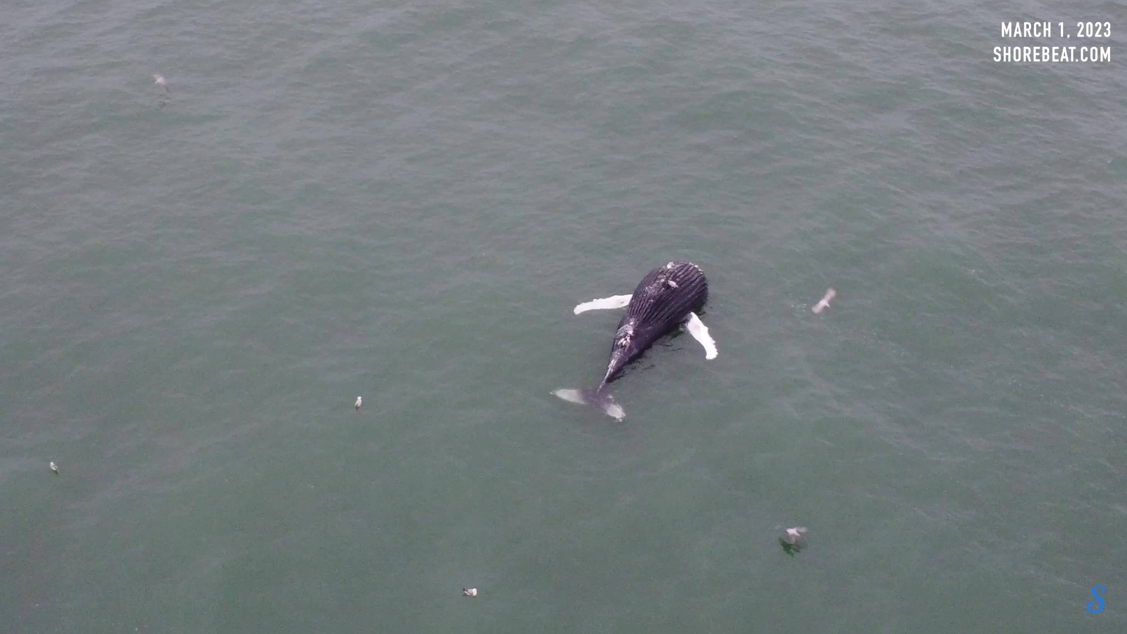 Deceased Humpback Whale Floating off Seaside Park, N.J., March 1, 2023