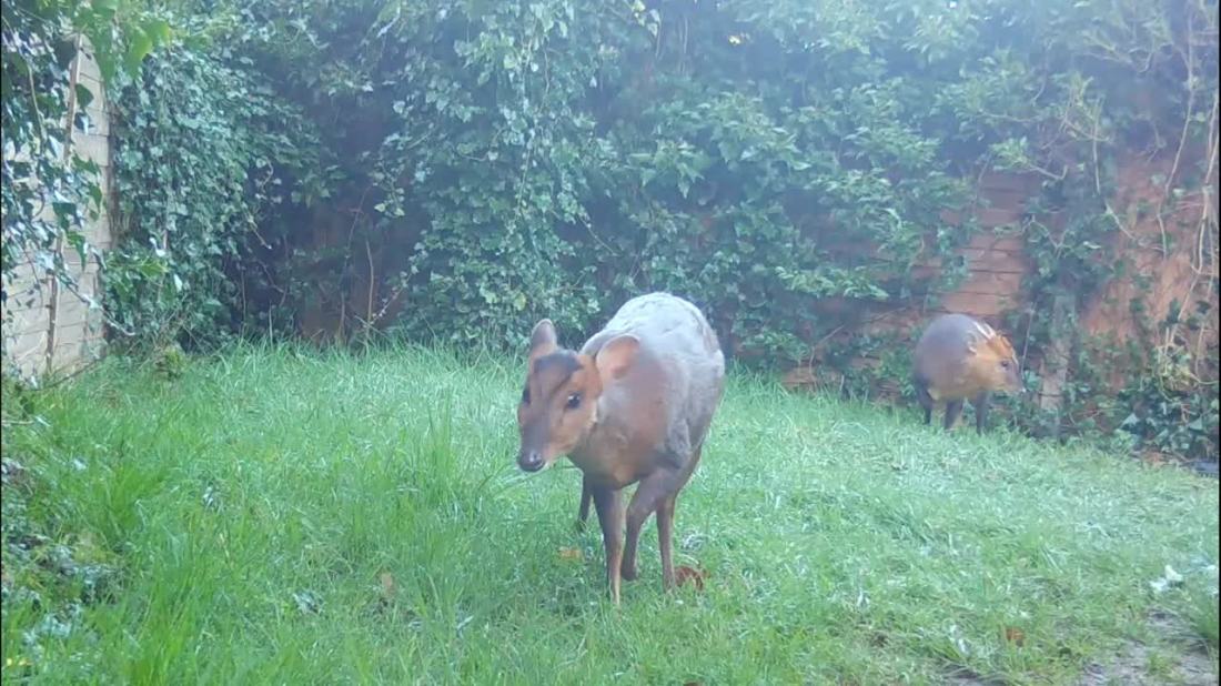 Muntjac pair1 March 22