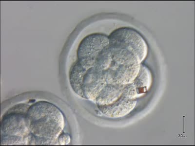 Επιστήμονες εμφυτεύουν BAR CODE σε Έμβρυα μιάς ημέρας
