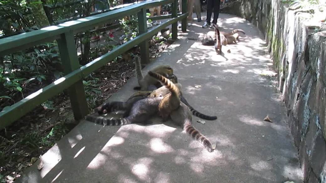 Coati Attack!