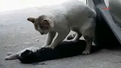 MEDICINA ONLINE VIDEO Gatta tenta massaggio cardiaco all’amico morto