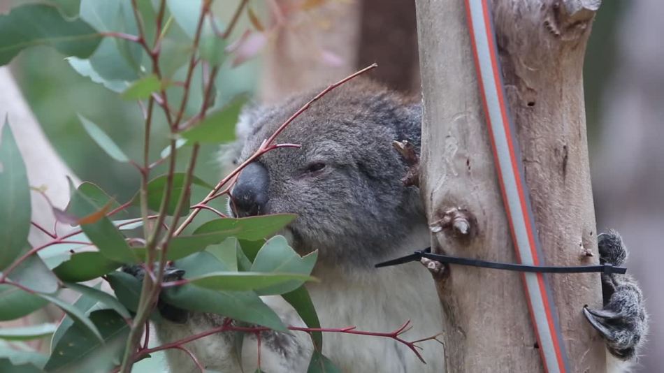 Koala eating in Yanchep National Park