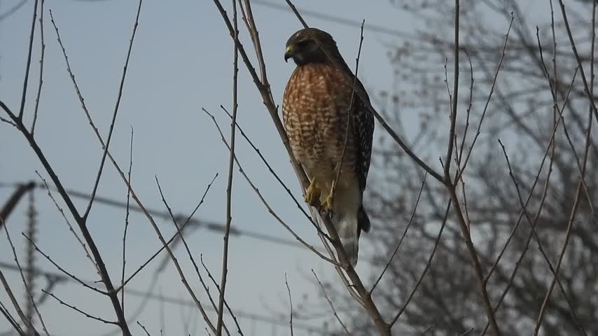 lake cameron red shouldered hawk scans in elm beside north end path then launches jan 23 2024 – 1