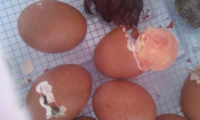 Emma’s eggs are hatching! I can’t believe it looks like most of 