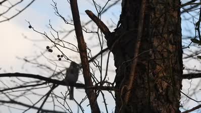 lake cameron yellow rumped warbler in tree short song snowy morning SE bank feb 17 2024 – 1