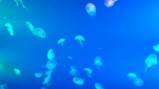 blue jellyfish