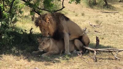 2. Lion and lioness 1